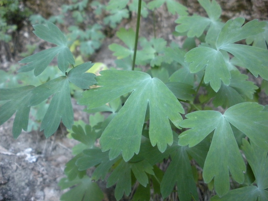 Aquilegia champagnatii / Aquilegia di Champagnat